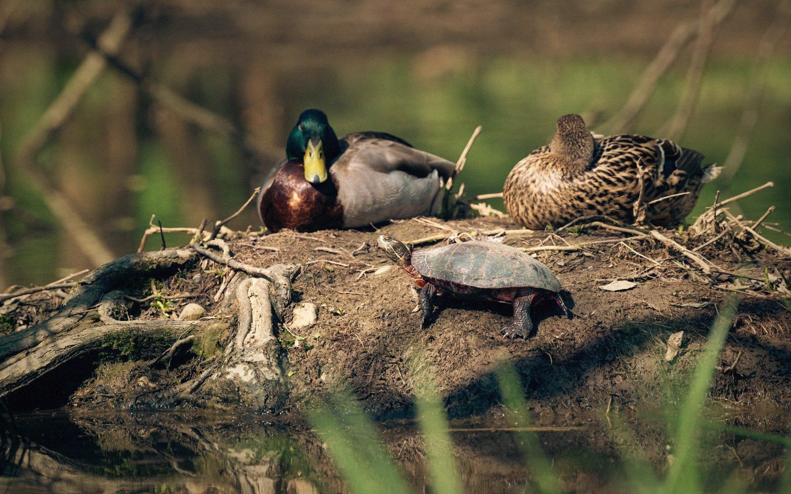 A turtle walks past a resting pair of mallard ducks on a muddy riverbank
