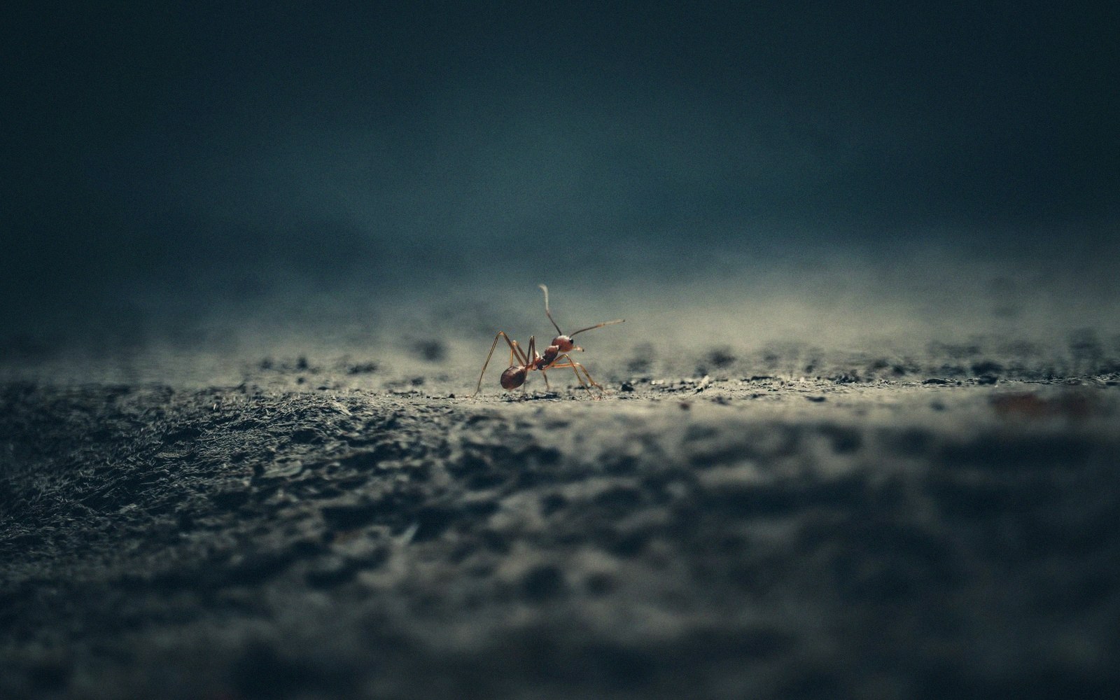 A close-up of an ant walking across a rough, textured surface at dusk